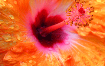 Bio-Hibiskus