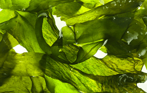 Bio-Spirulina