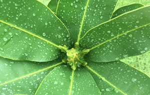 Bio-Tamanu