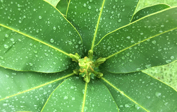 Bio-Tamanu