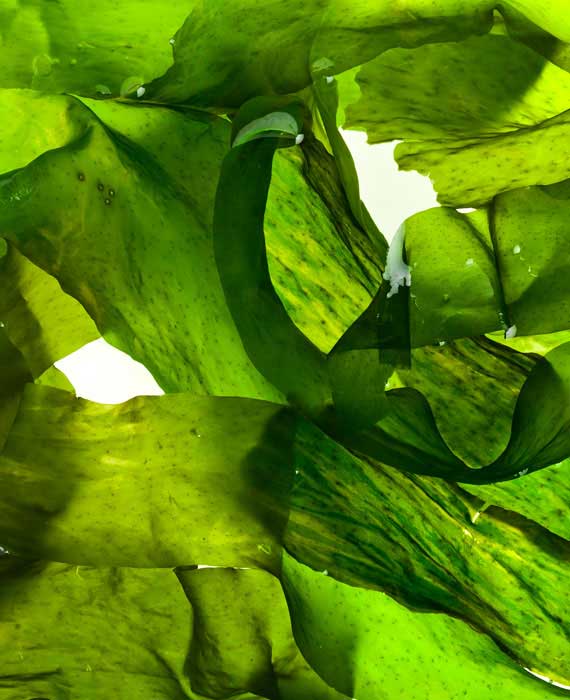 Bio Spirulina: Mikroalge mit Brise im Gepäck